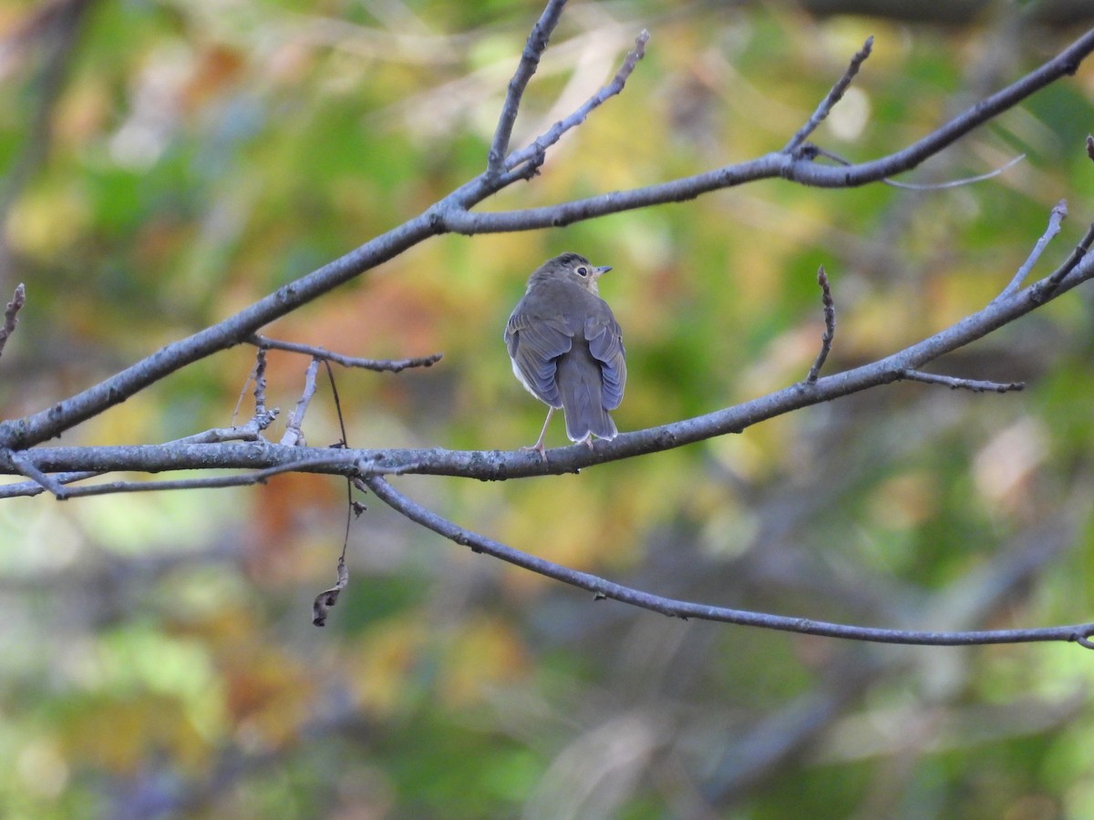 Swainson's Thrush - ML642679364