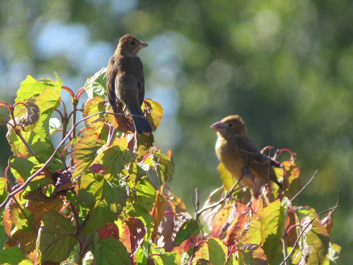 Blue Grosbeak - ML642679365