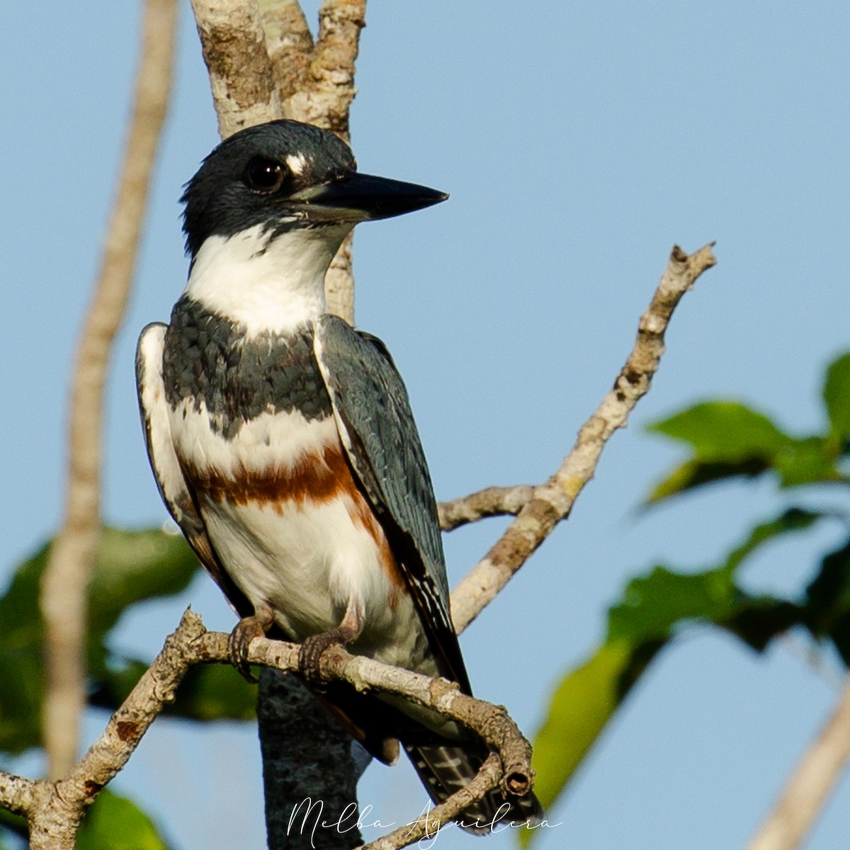 Belted Kingfisher - ML642679371