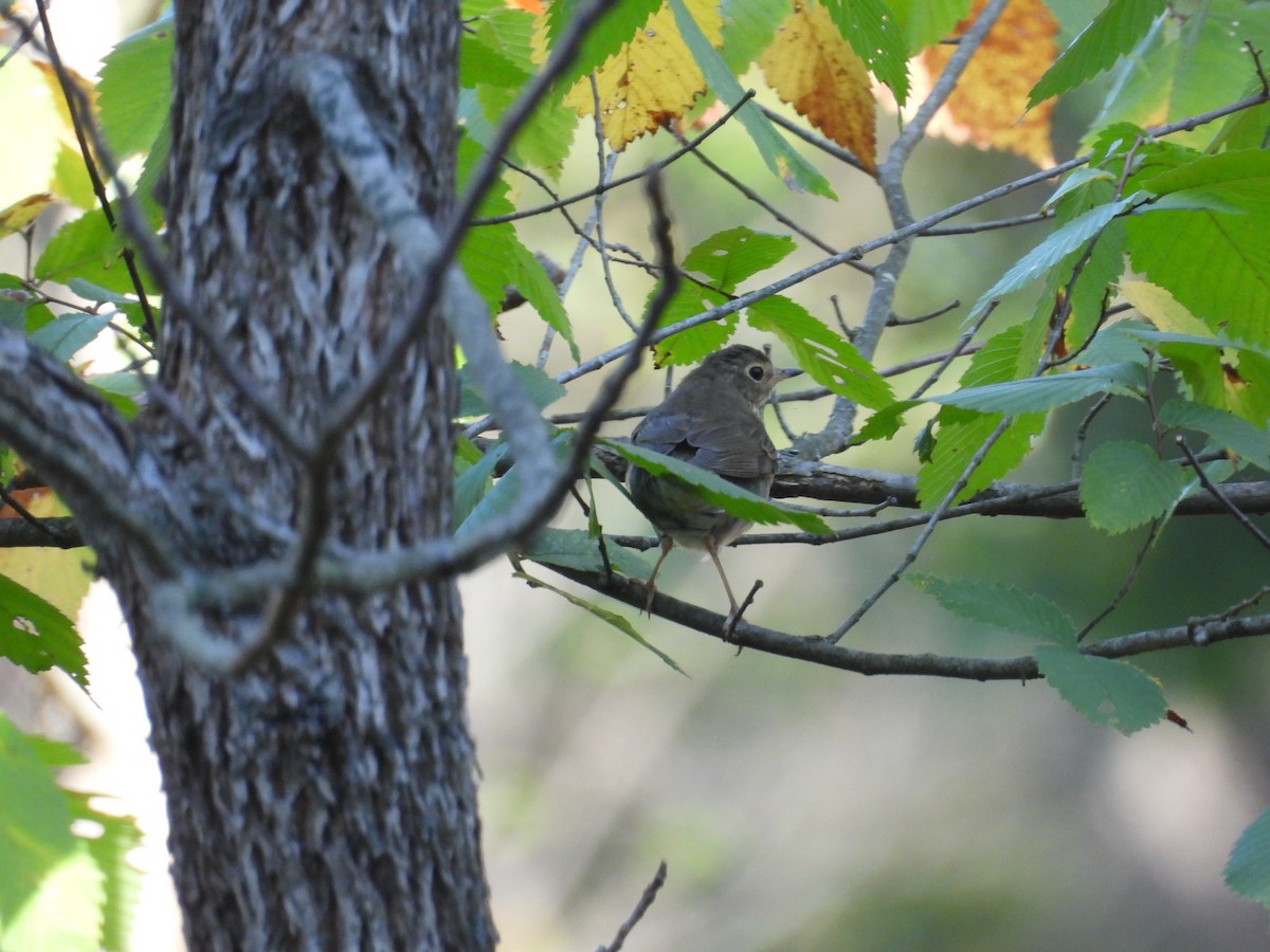Swainson's Thrush - ML642679372