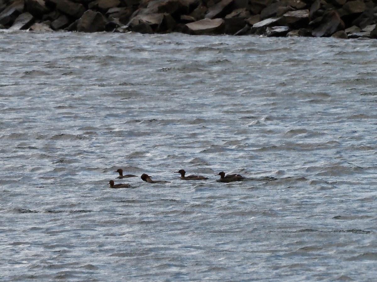 Red-breasted Merganser - ML642679373