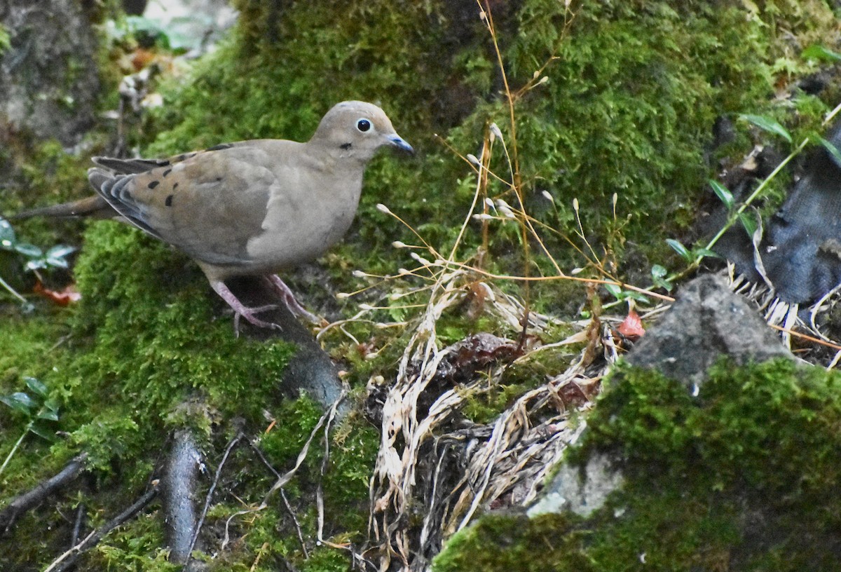 Mourning Dove - ML642679378