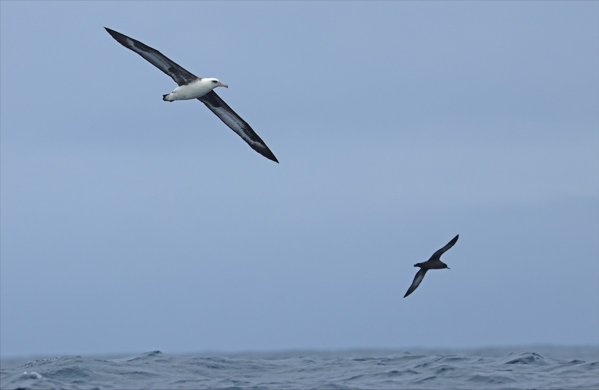 Laysan Albatross - ML642679380