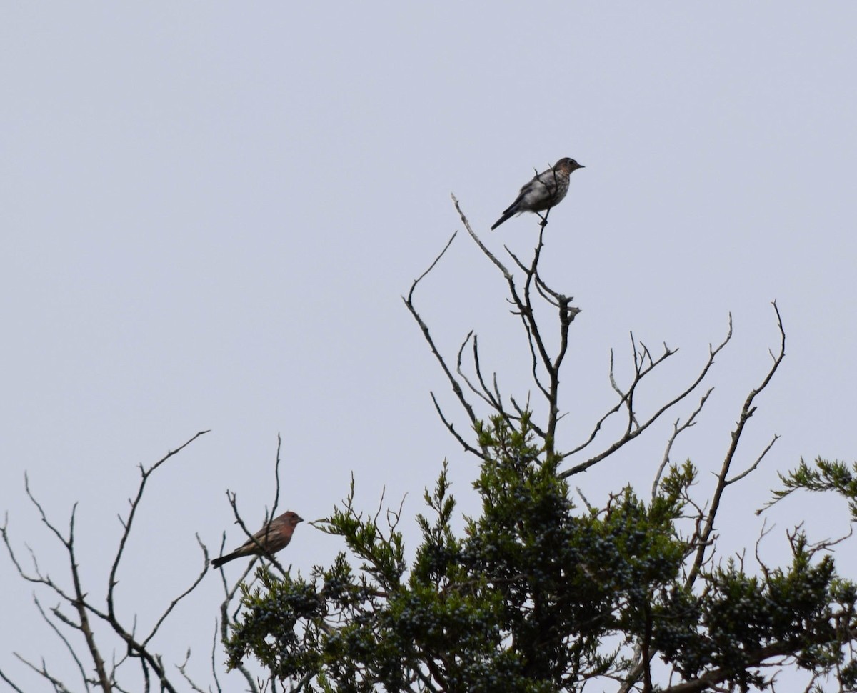 House Finch - ML642679381