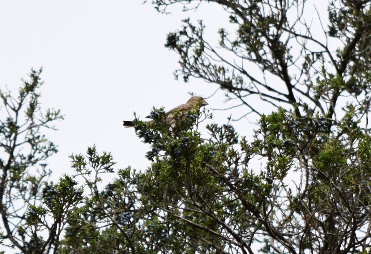 House Finch - ML642679382