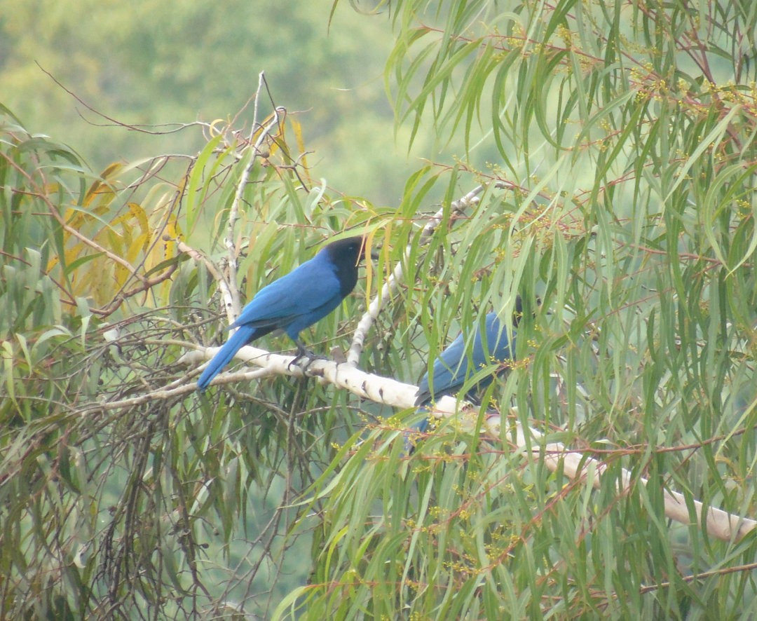 Azure Jay - ML642679384