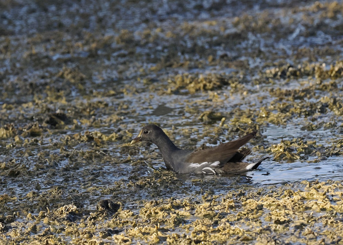 Common Gallinule - ML642679386