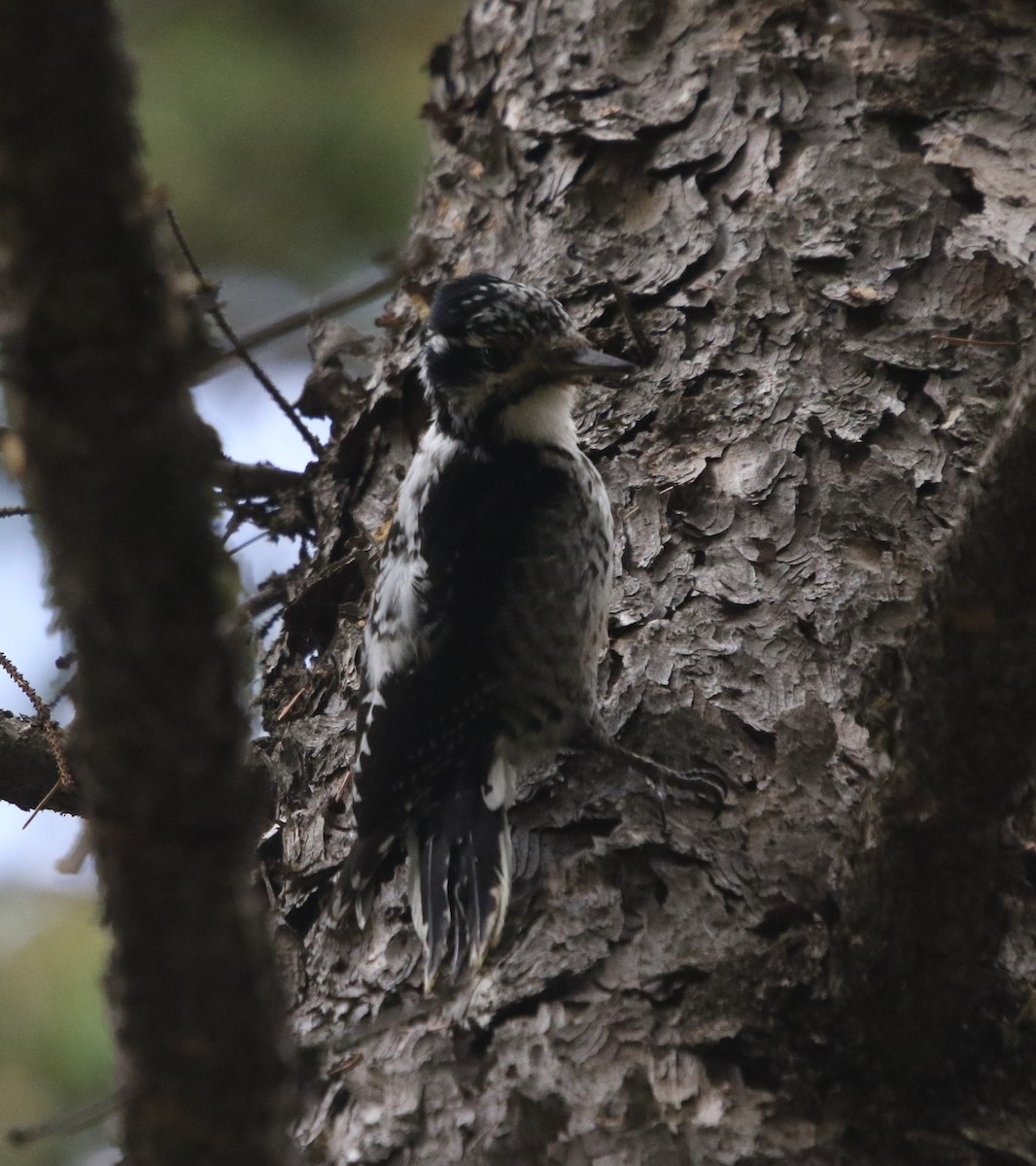 American Three-toed Woodpecker - ML642679388