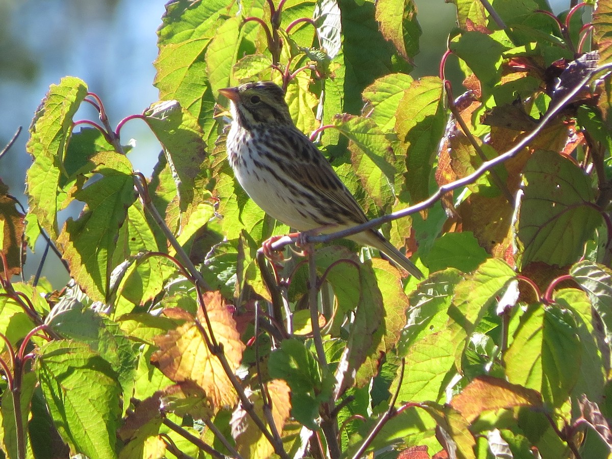 Savannah Sparrow - ML642679389