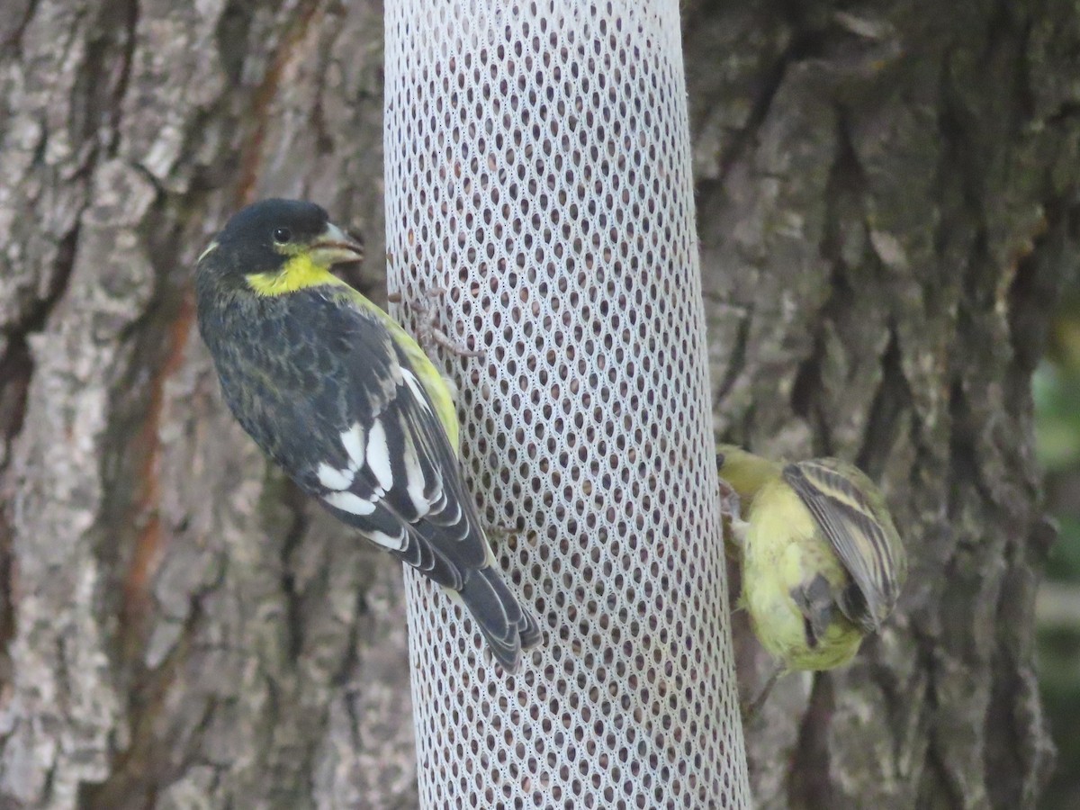 Lesser Goldfinch - ML642679390