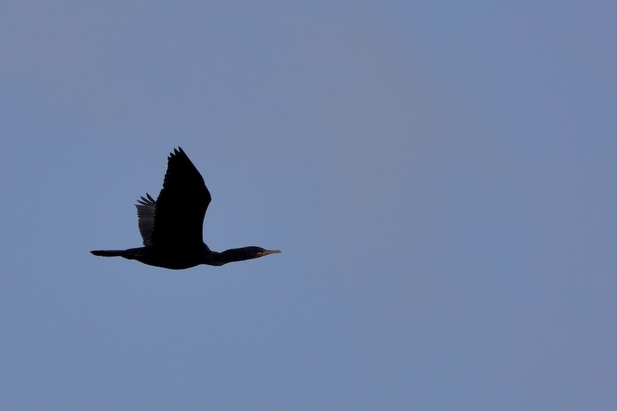 Double-crested Cormorant - ML642679391