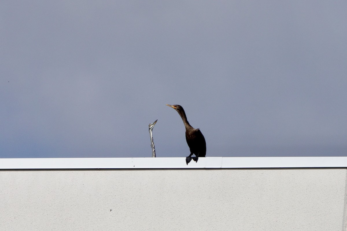 Double-crested Cormorant - ML642679394