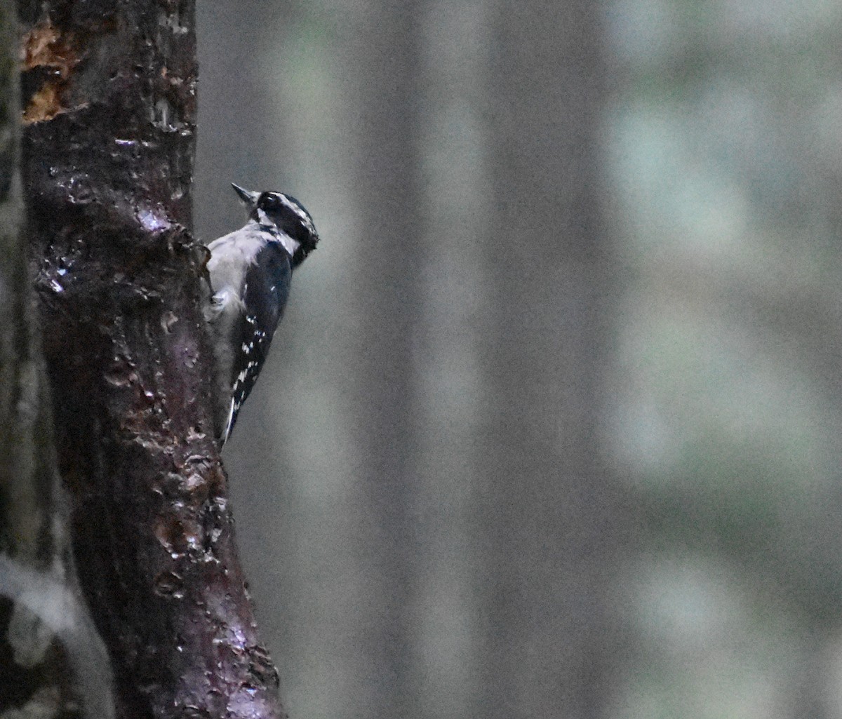 Downy Woodpecker - ML642679395