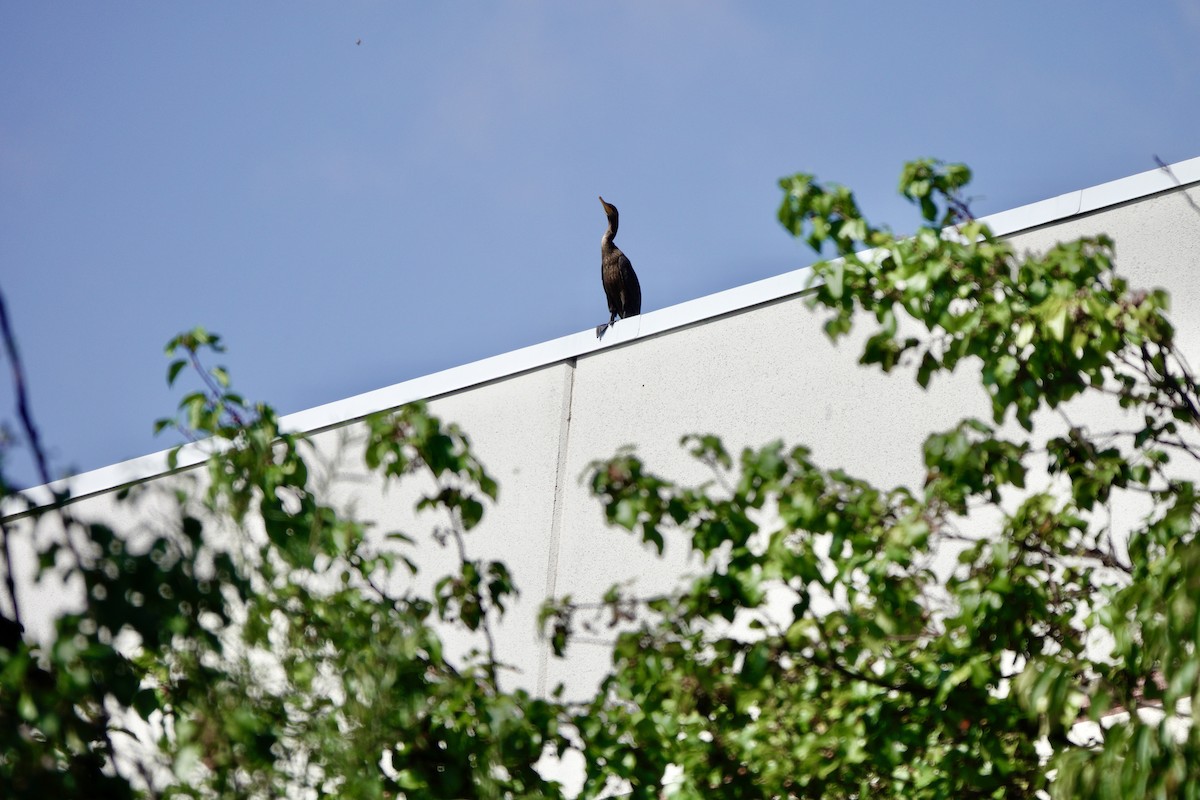 Double-crested Cormorant - ML642679396