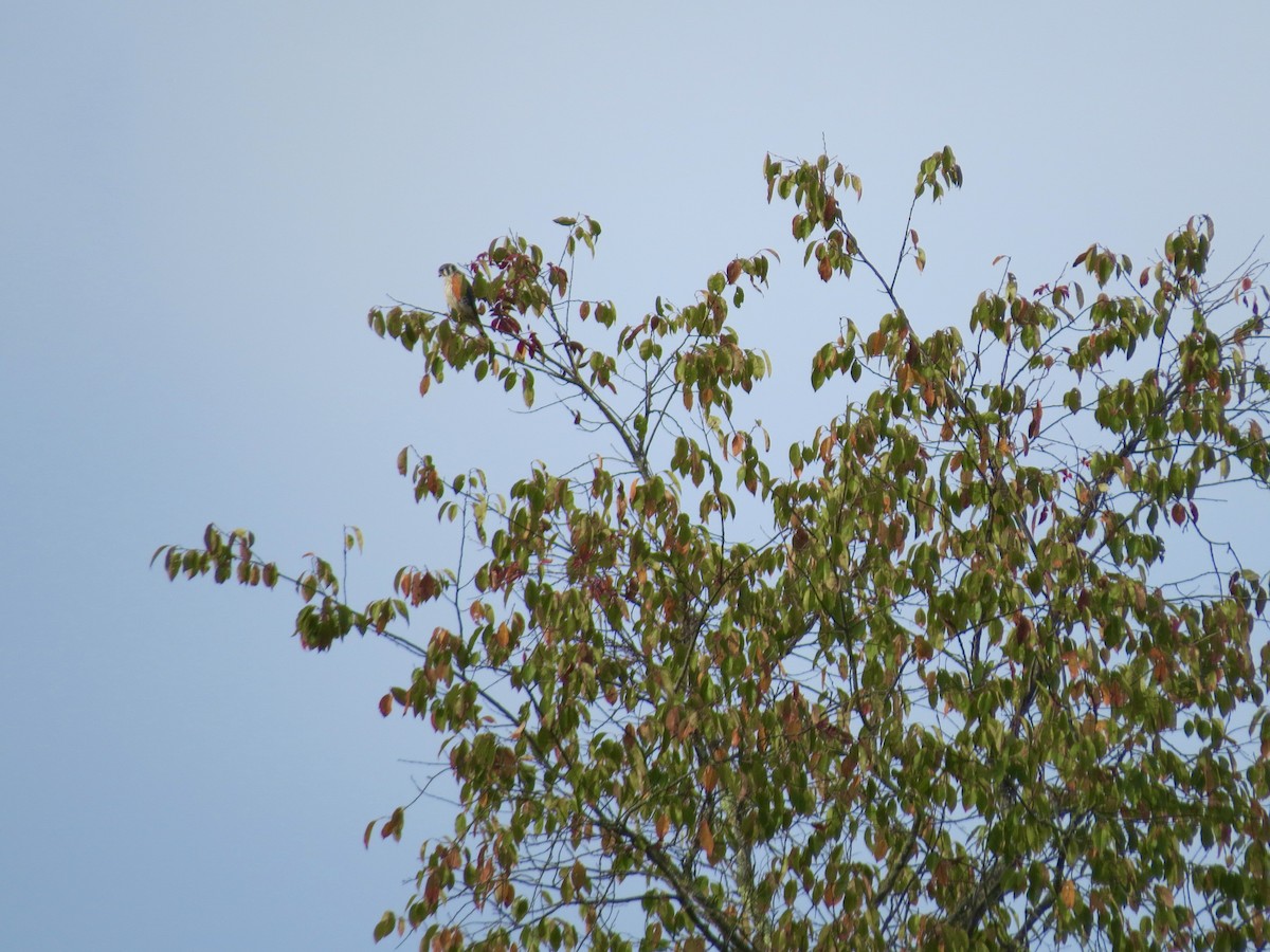 American Kestrel - ML642679397