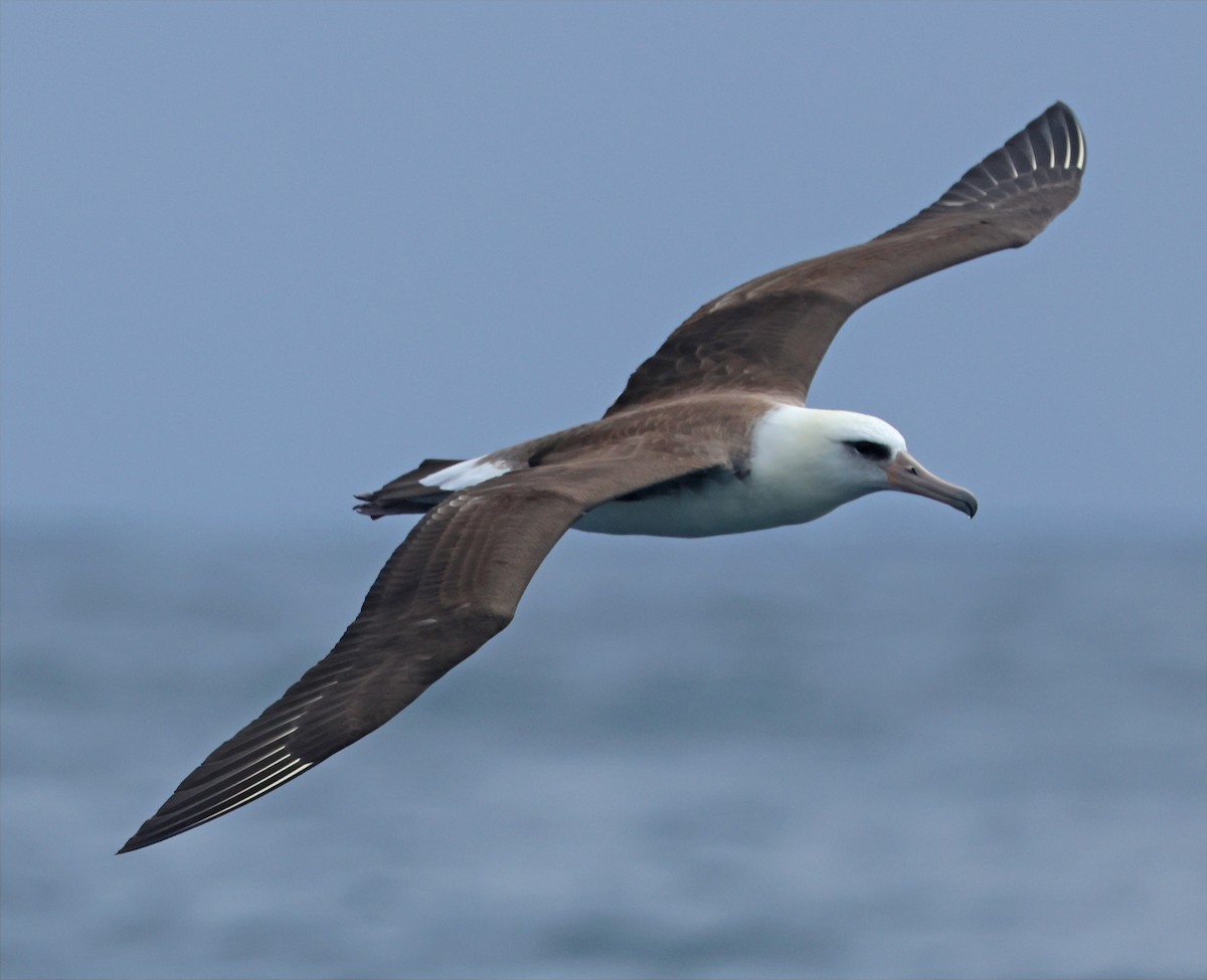 Laysan Albatross - ML642679398