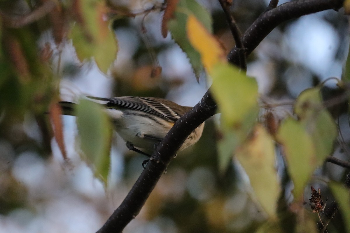 Yellow-rumped Warbler (Myrtle) - ML642679403