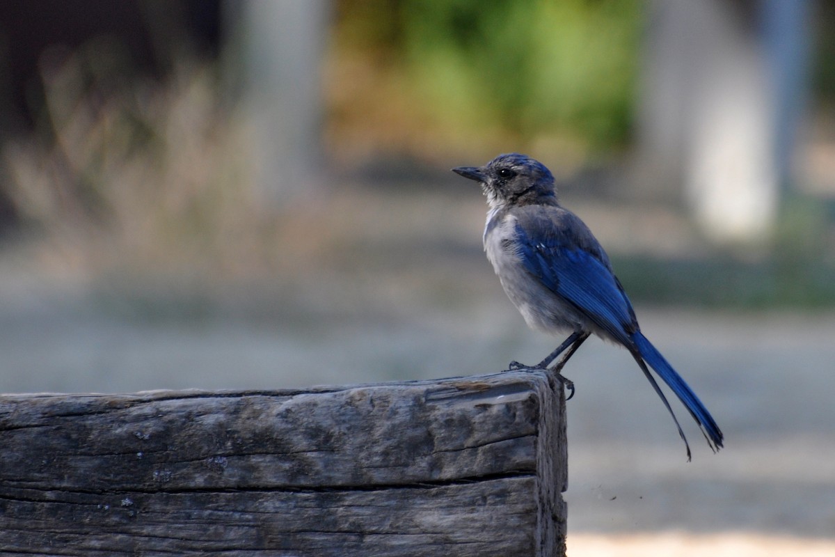 California Scrub-Jay - ML642679404