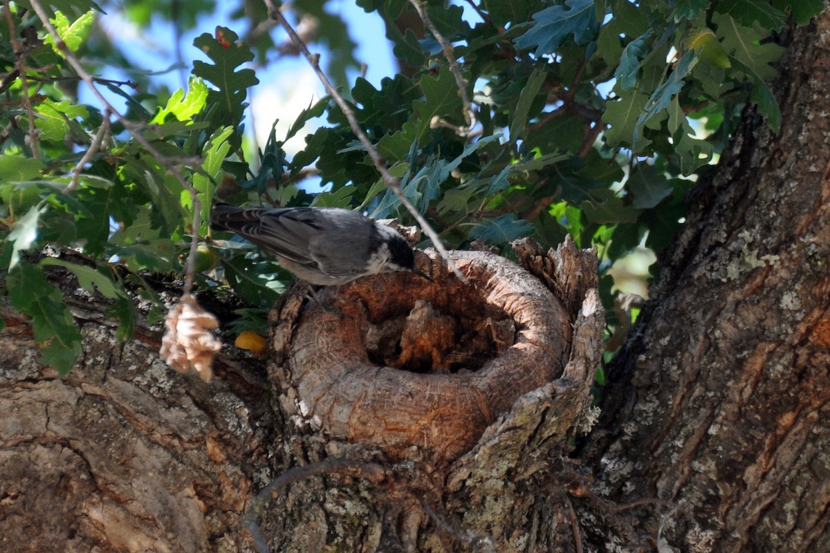 White-breasted Nuthatch (Pacific) - ML642679407