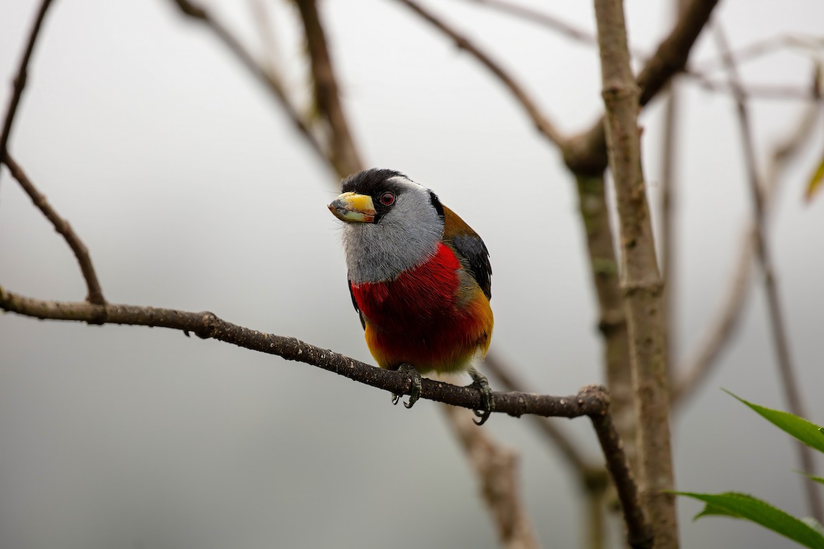 Toucan Barbet - ML642679413