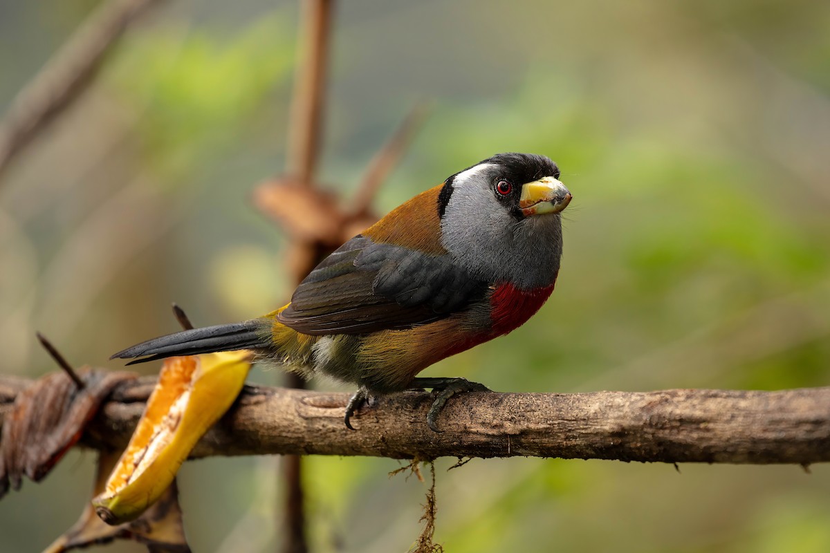 Toucan Barbet - ML642679417