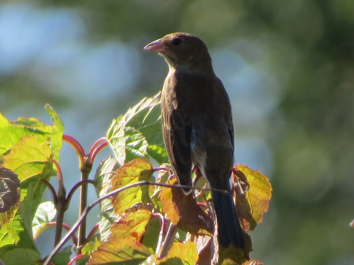 Passerin indigo - ML642679418
