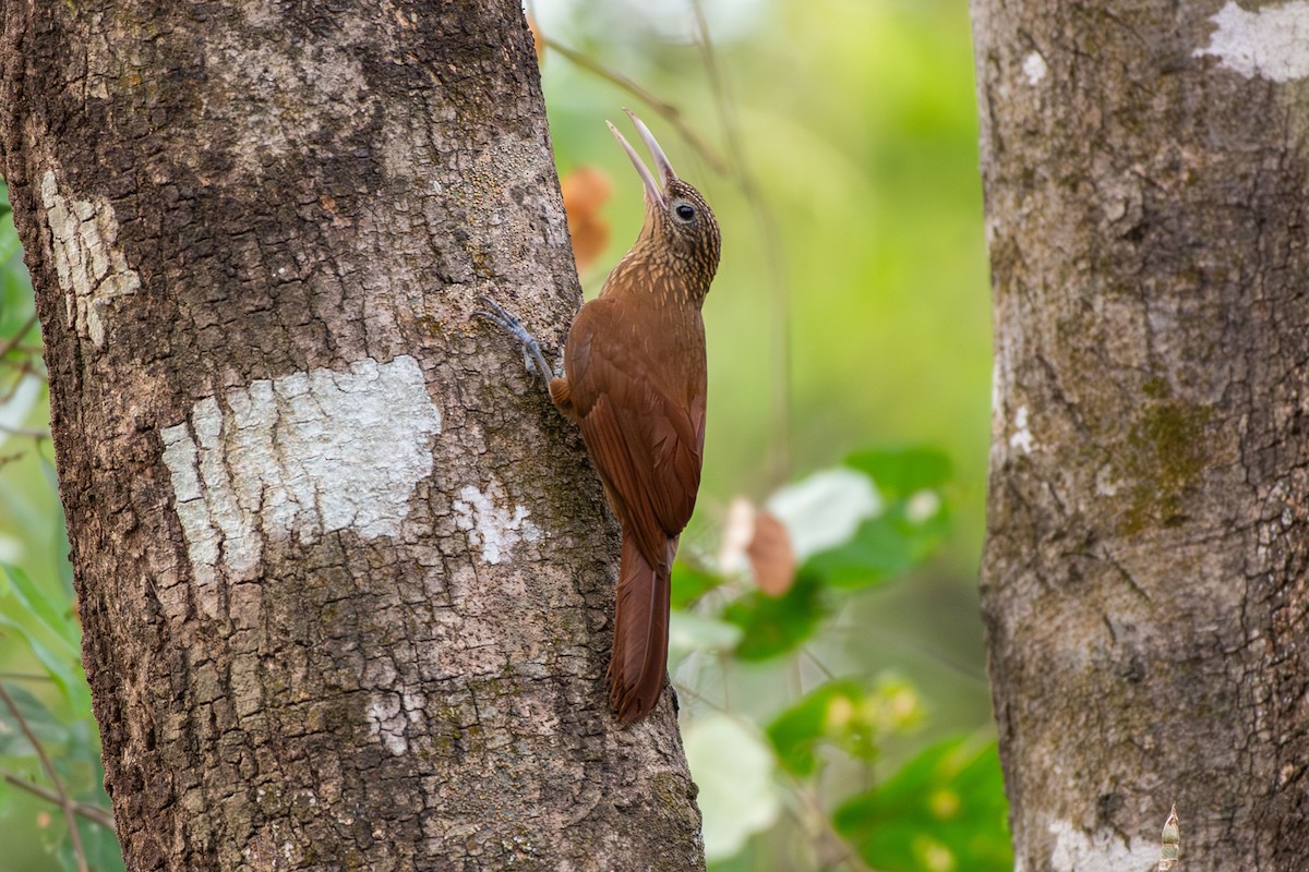 Buff-throated Woodcreeper - ML642679419