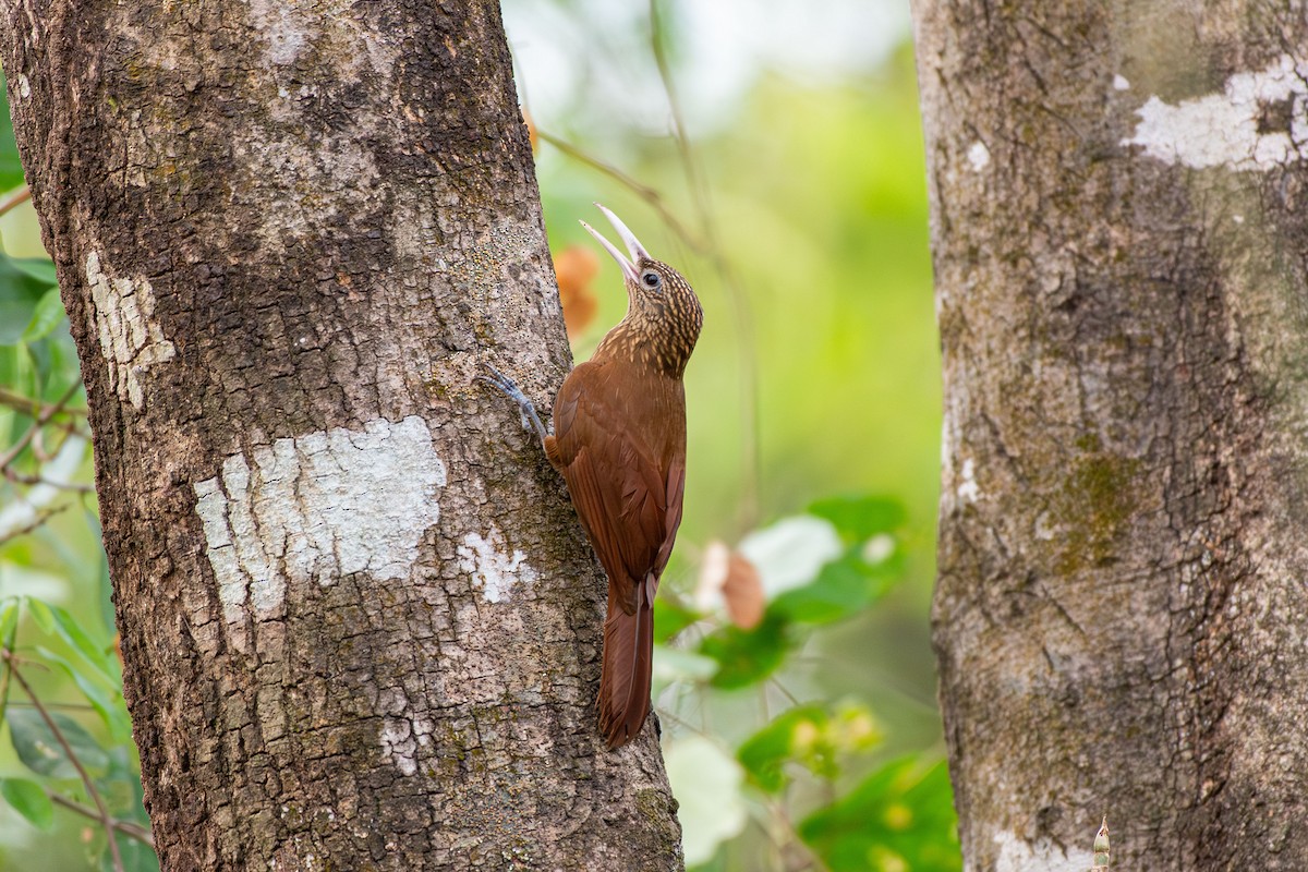 Buff-throated Woodcreeper - ML642679420