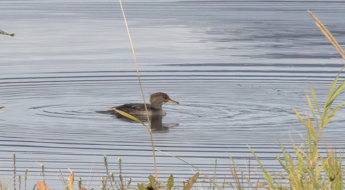 Hooded Merganser - ML642679426