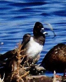Ring-necked Duck - ML642679441