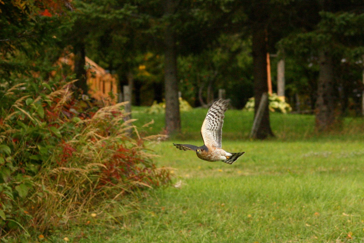 Sharp-shinned Hawk - ML642679443