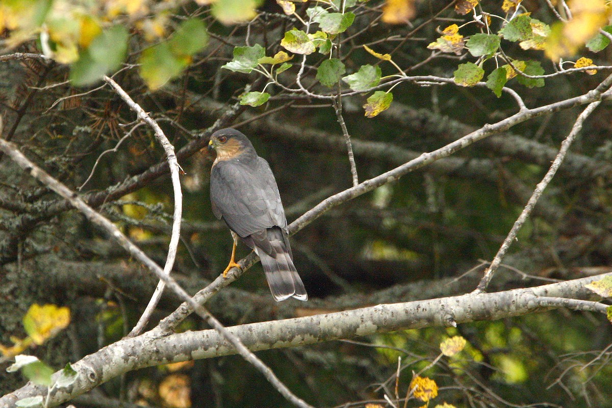 Sharp-shinned Hawk - ML642679444
