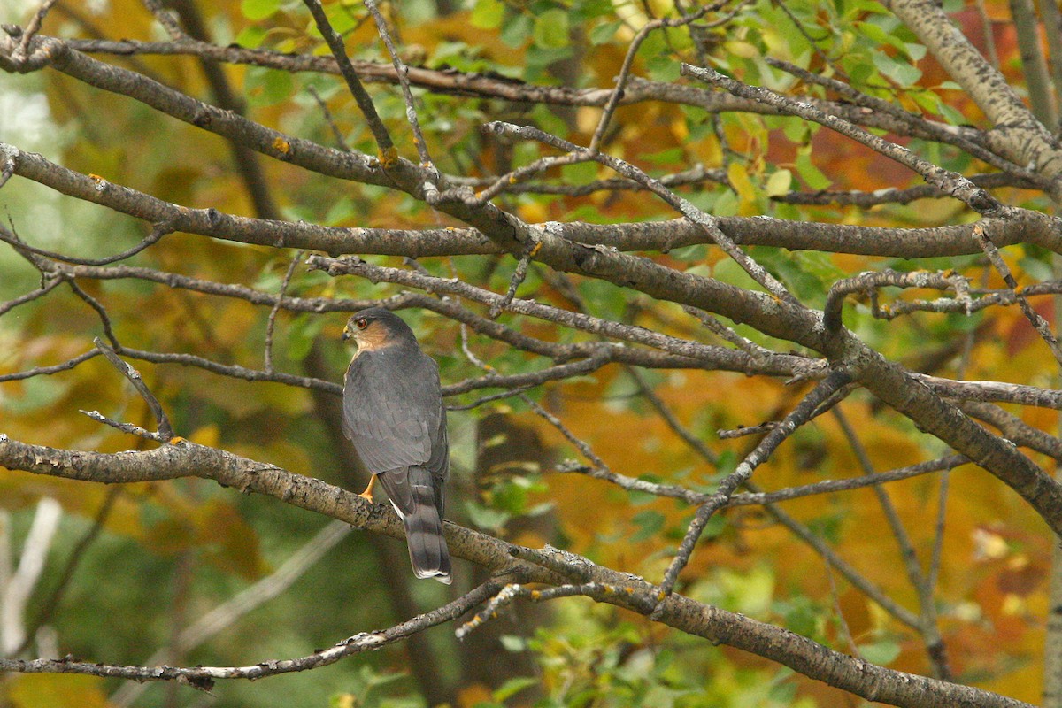 Sharp-shinned Hawk - ML642679445