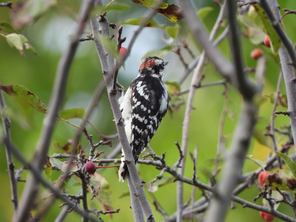Downy Woodpecker - ML642679456