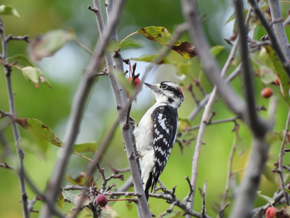 Downy Woodpecker - ML642679457