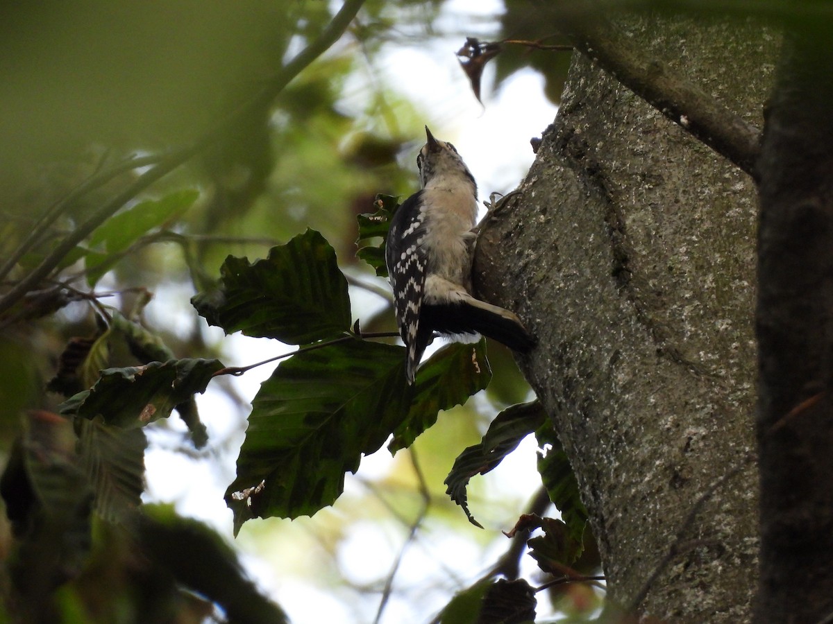 Downy Woodpecker - ML642679458