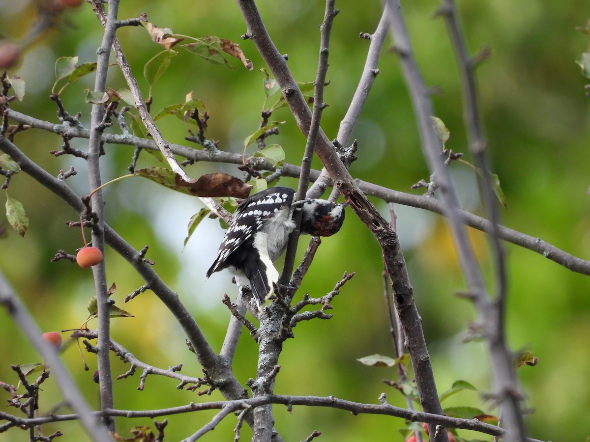 Downy Woodpecker - ML642679459