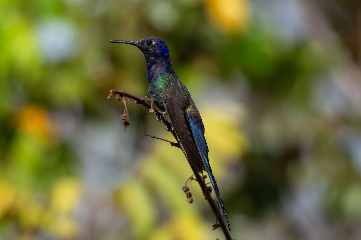 Swallow-tailed Hummingbird - ML642679464