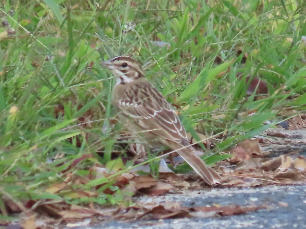 Lark Sparrow - ML642679467