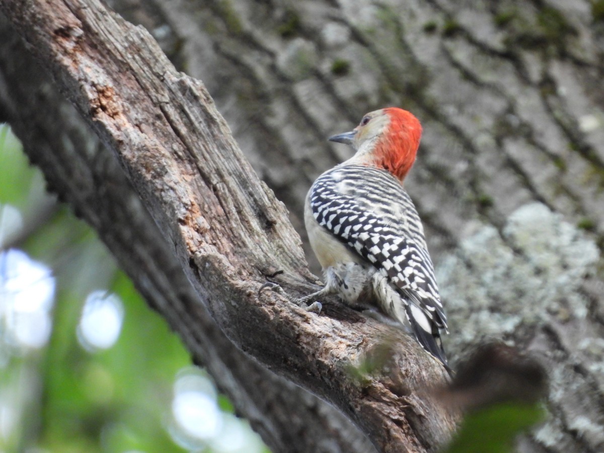 Red-bellied Woodpecker - ML642679468