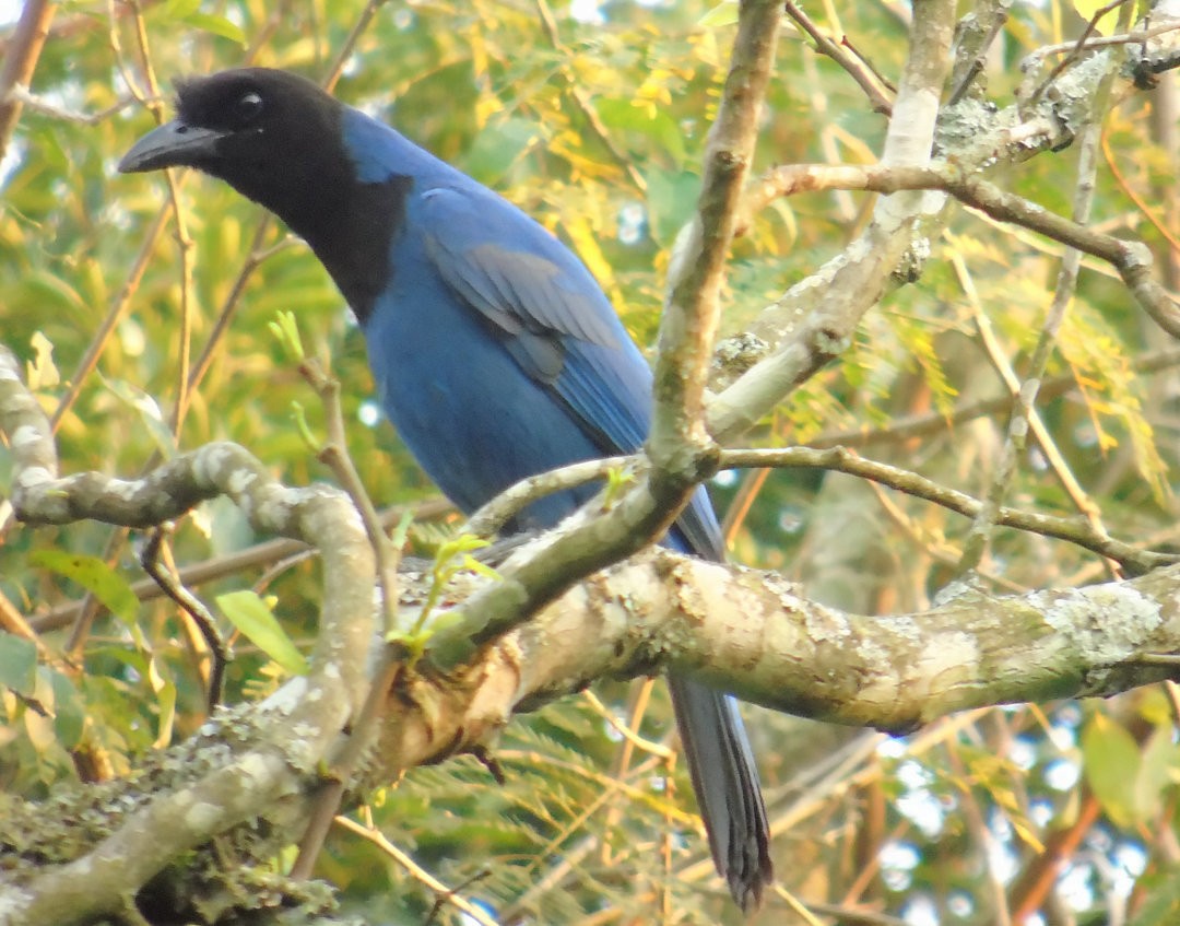 Azure Jay - ML642679470