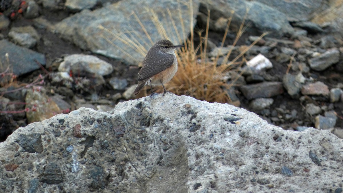 Rock Wren - ML642679471