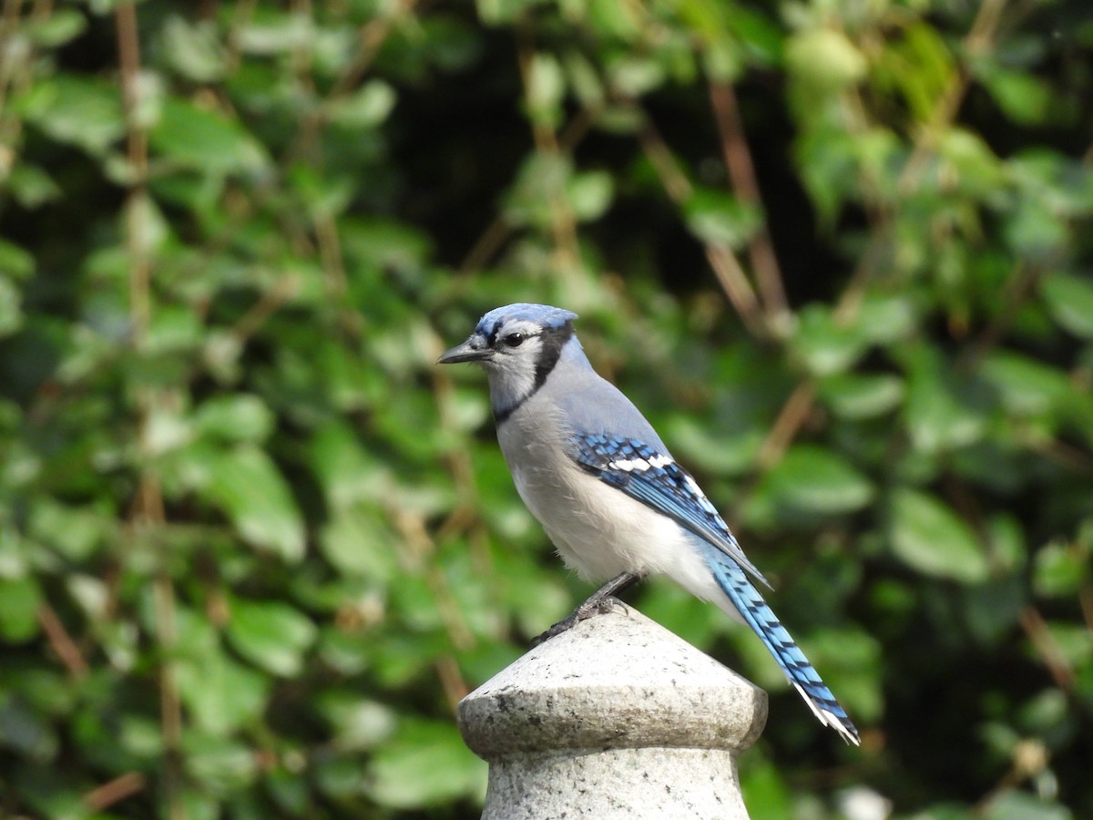 Blue Jay - ML642679473