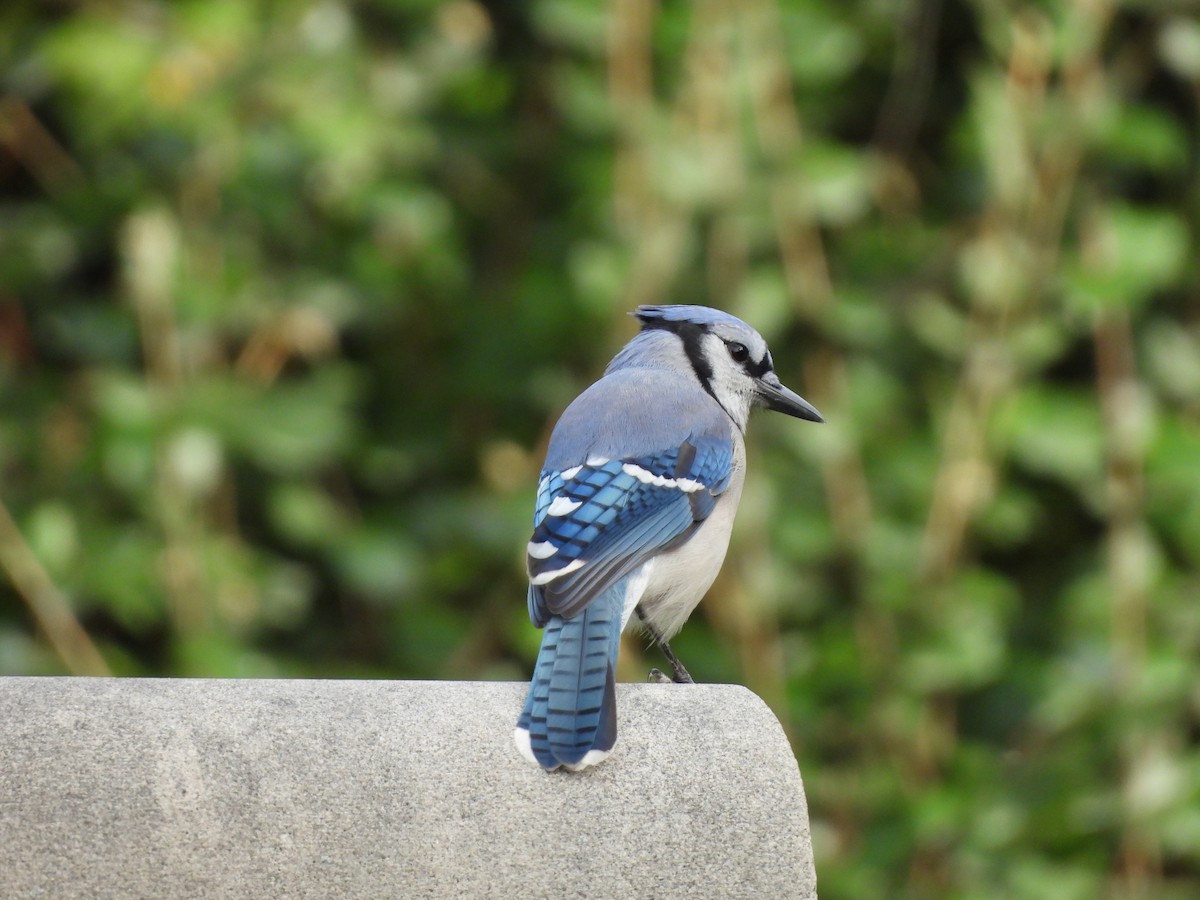 Blue Jay - ML642679475