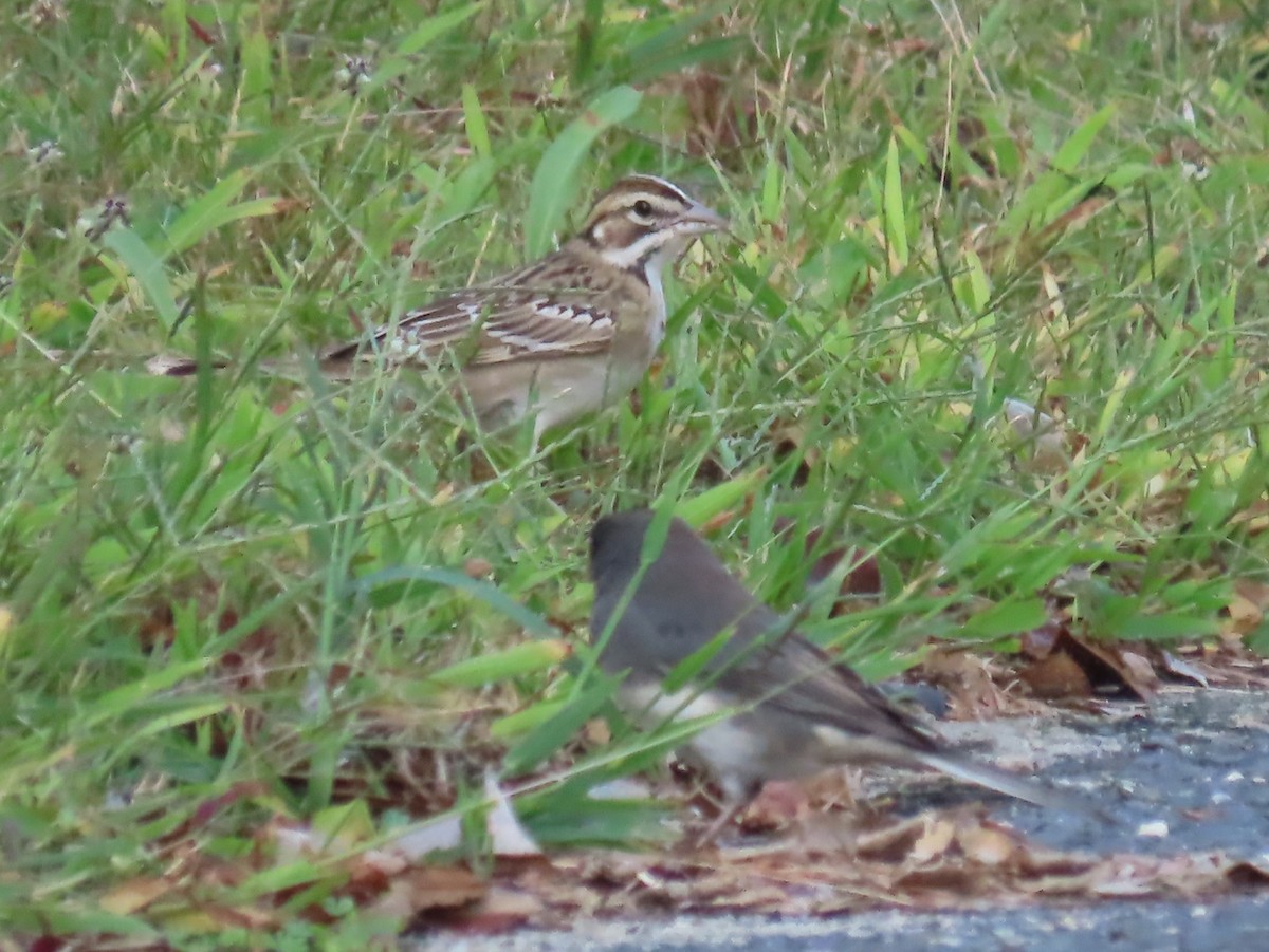 Lark Sparrow - ML642679476