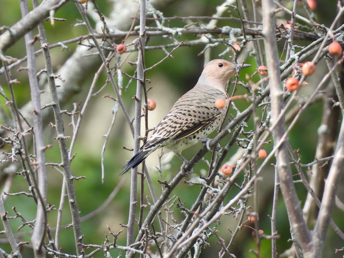 Northern Flicker - ML642679483