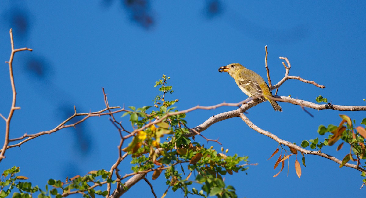 Western Tanager - ML642679486