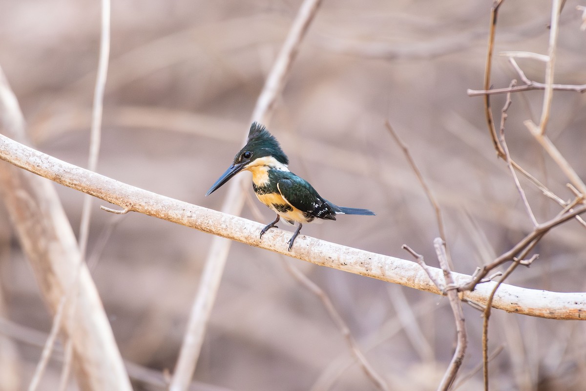 Green Kingfisher - ML642679487