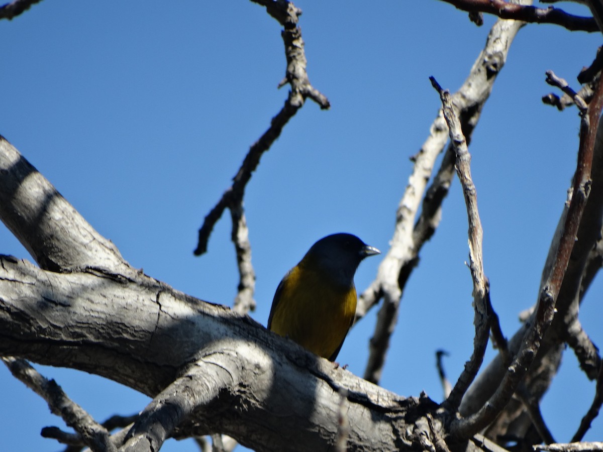 Gray-hooded Sierra Finch - ML642679488