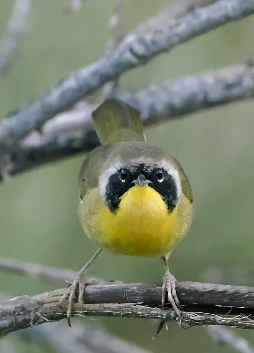 Common Yellowthroat - ML642679491